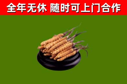 句容回收散虫草