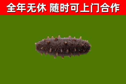 句容回收海参干